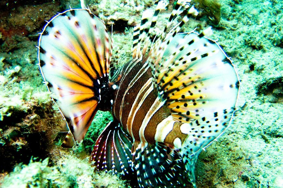 Ảnh minh họa: lặn biển scuba diving