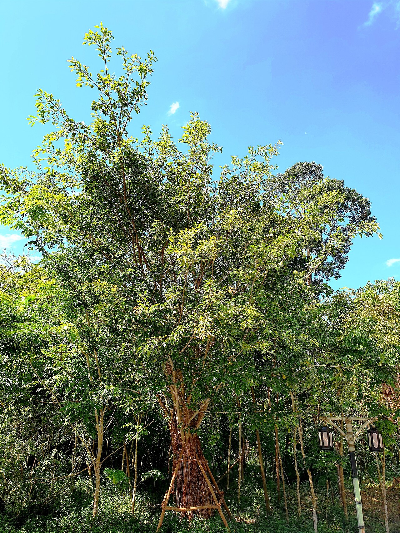 Ảnh minh họa Phú Quốc