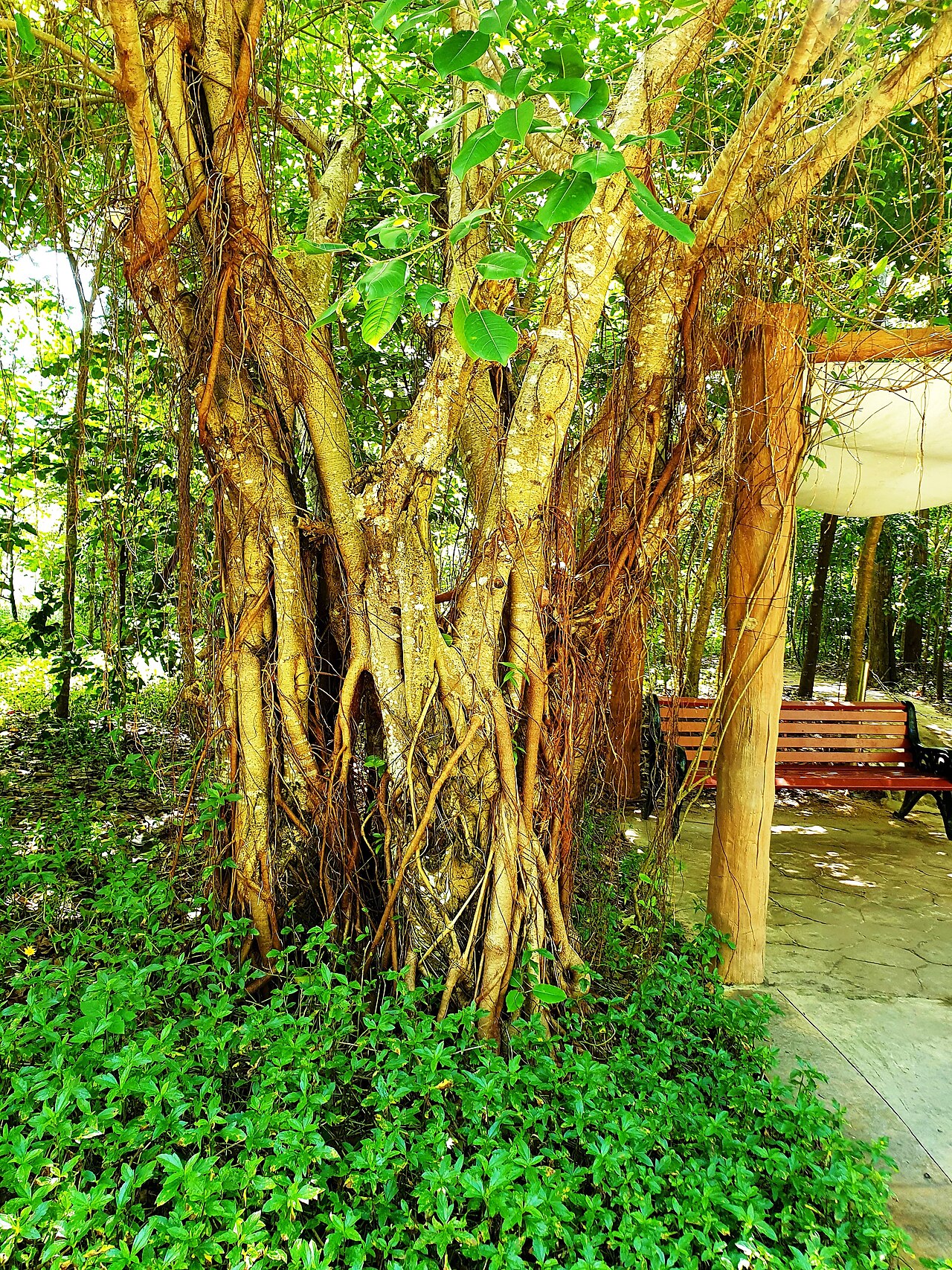 Ảnh minh họa Phú Quốc