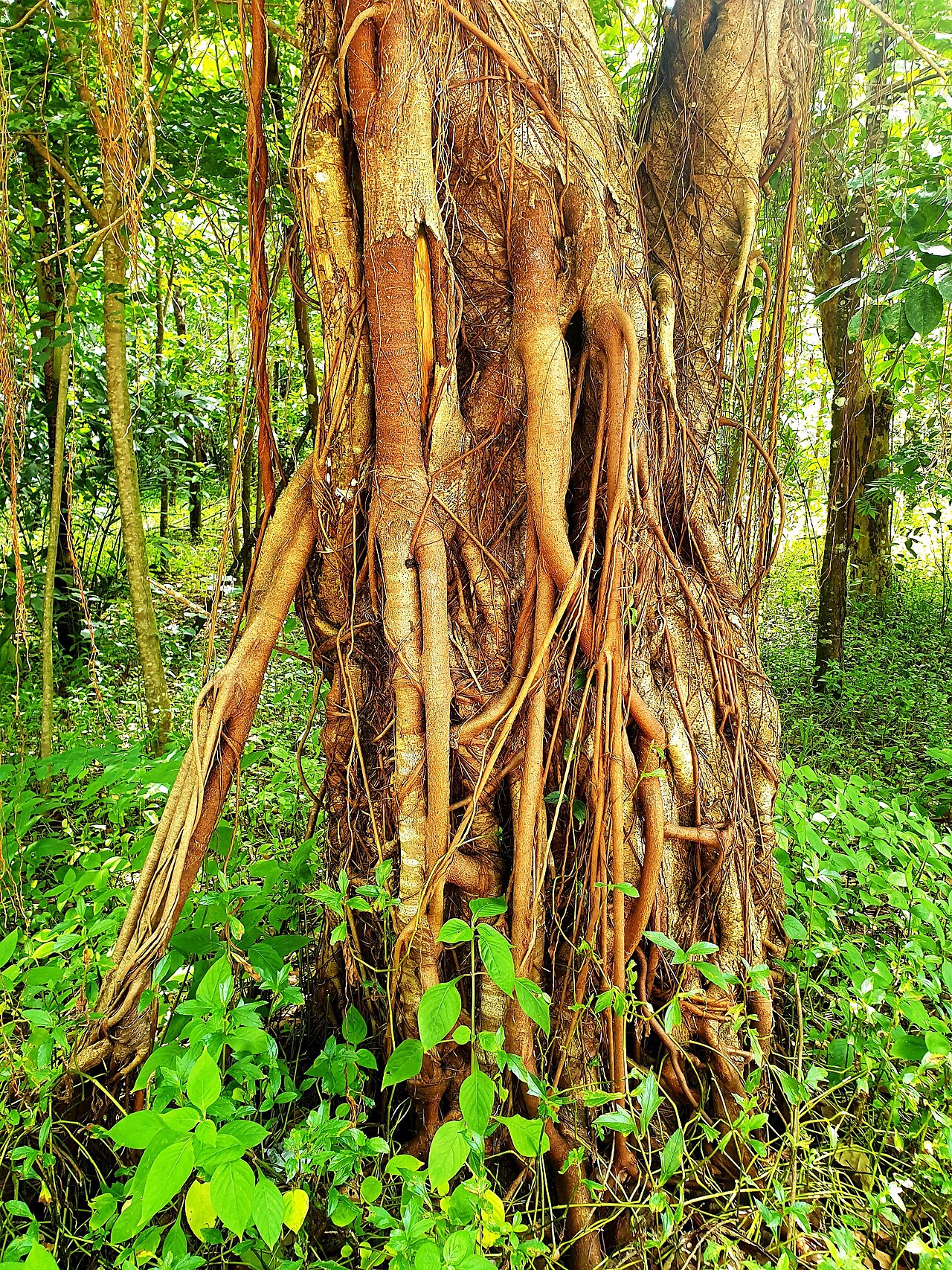 Ảnh minh họa Phú Quốc