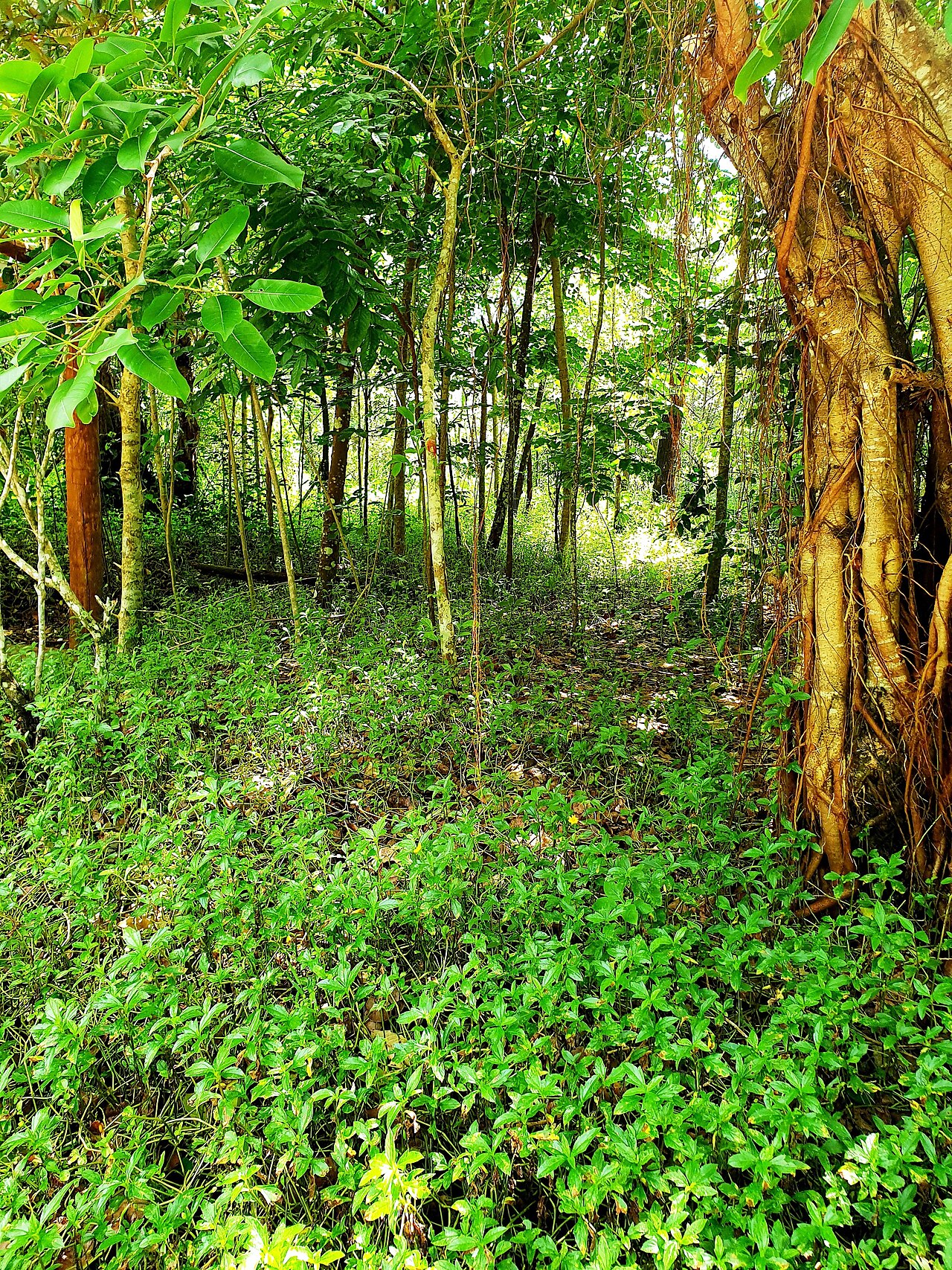 Ảnh minh họa Phú Quốc