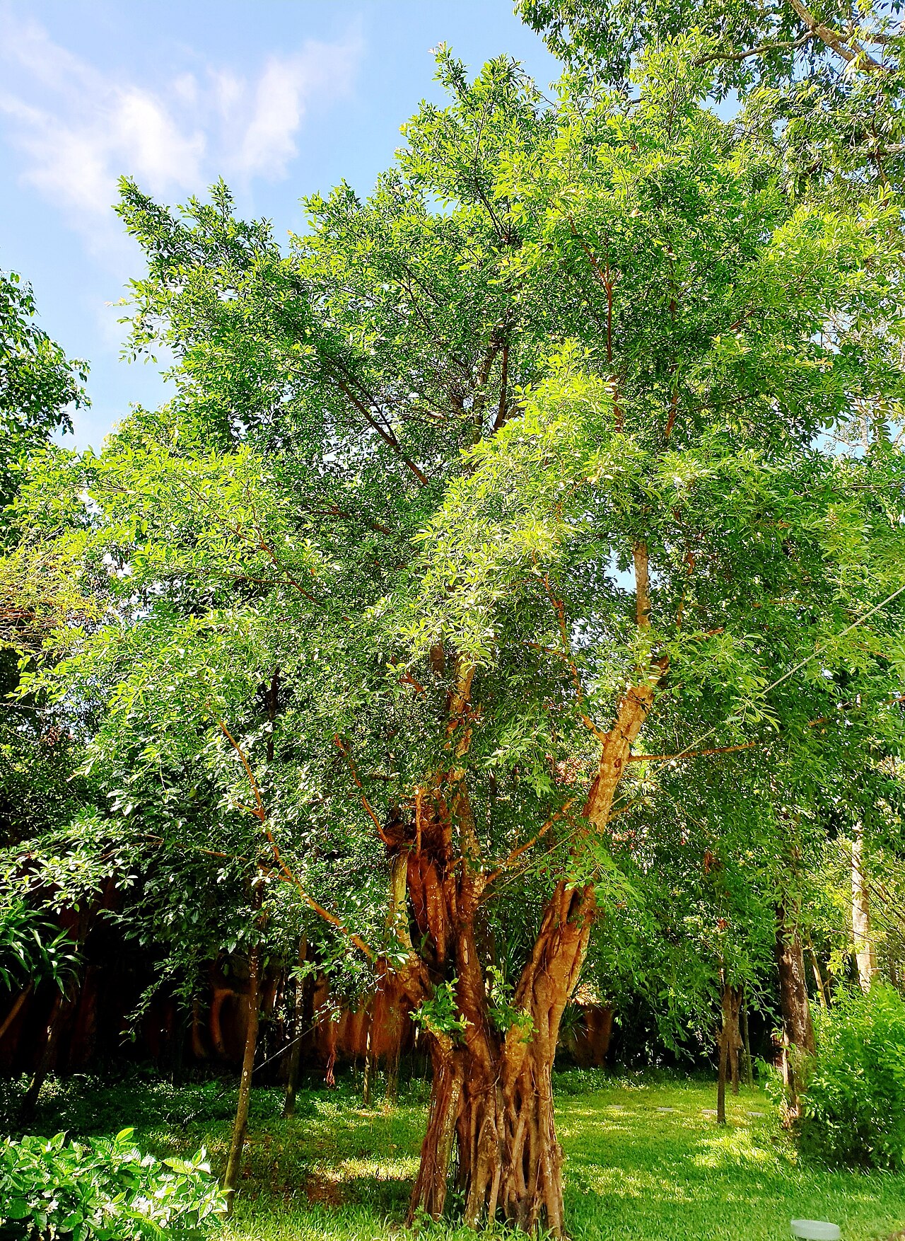 Ảnh minh họa Phú Quốc