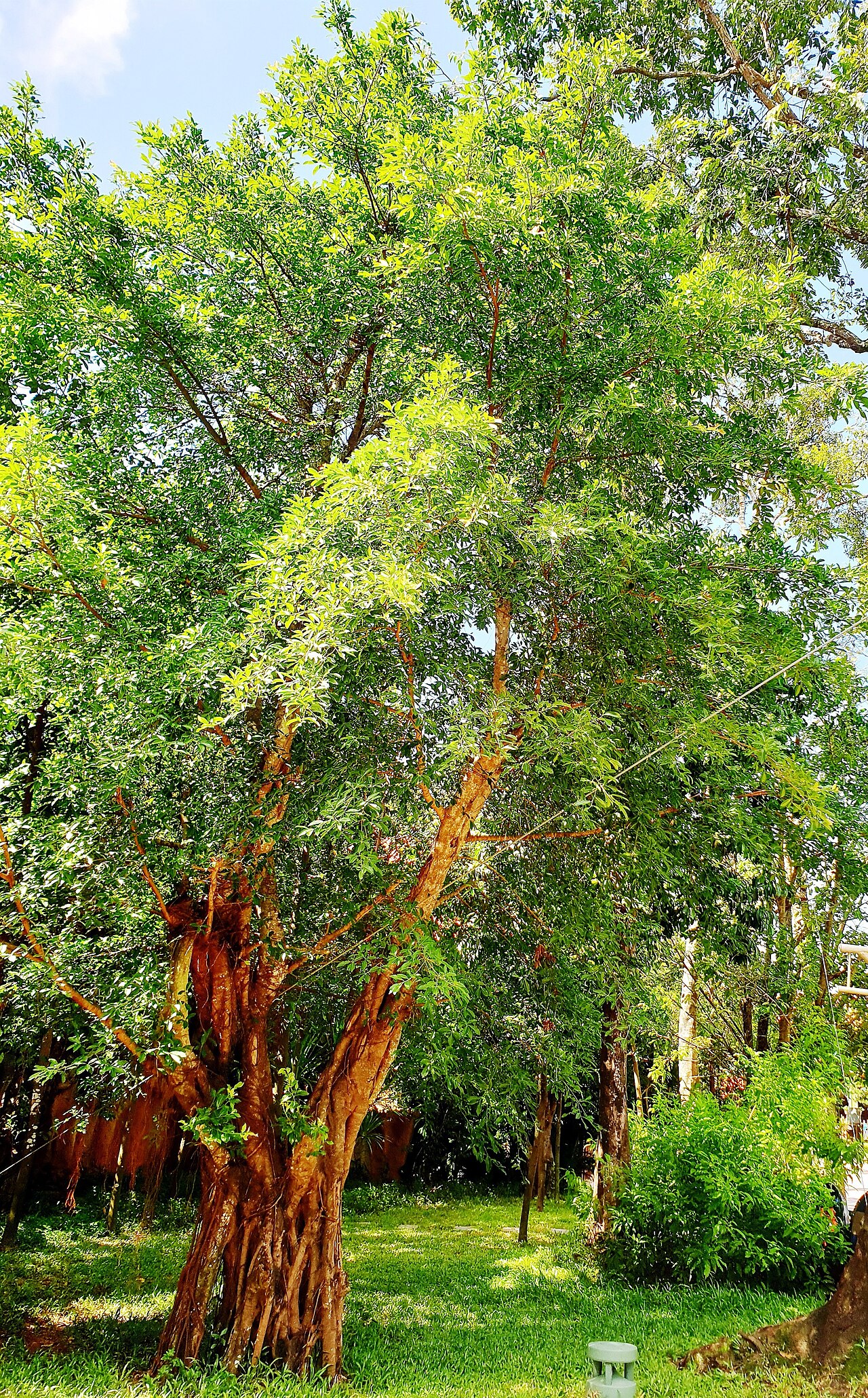 Ảnh minh họa Phú Quốc