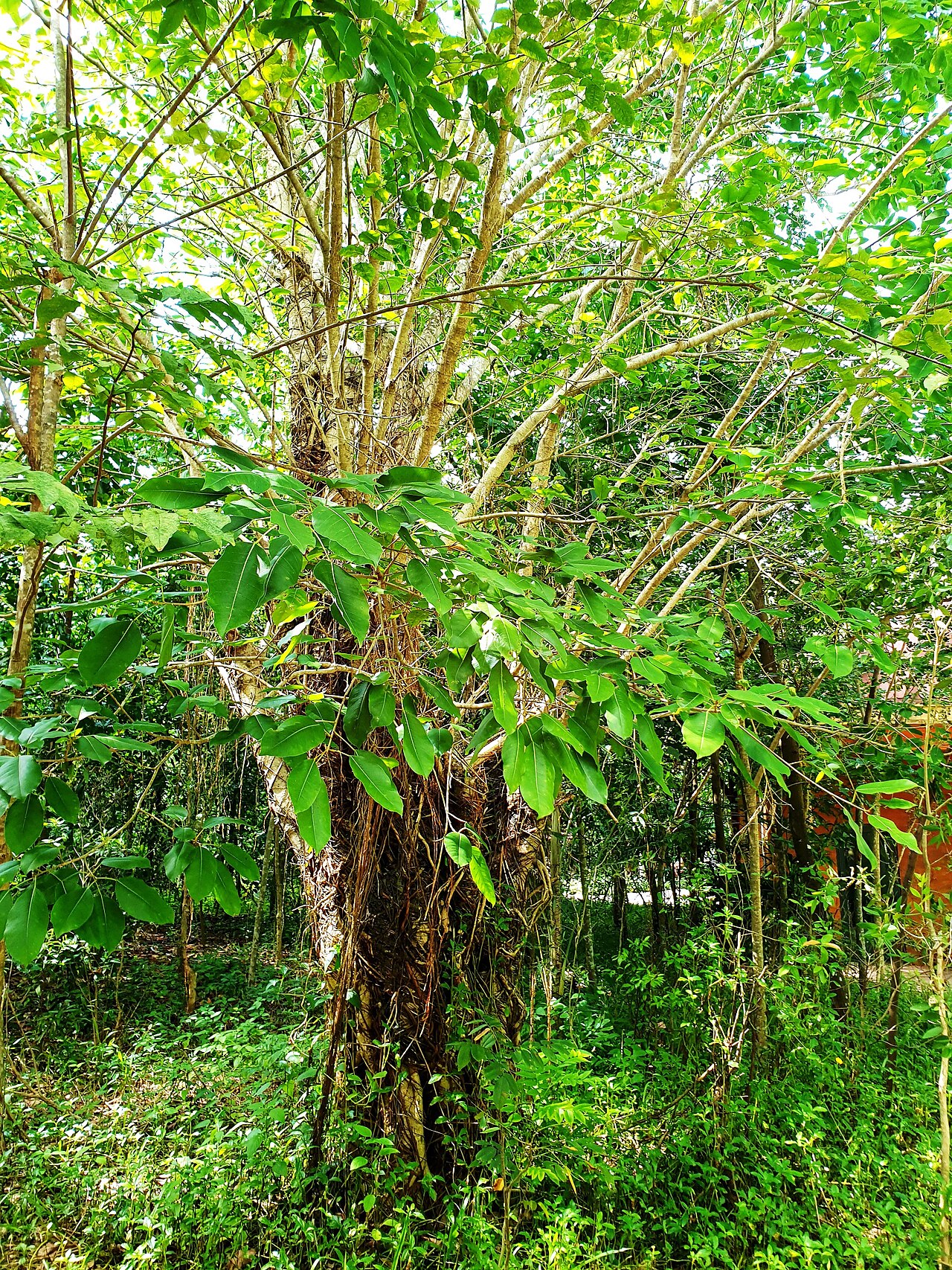 Ảnh minh họa Phú Quốc
