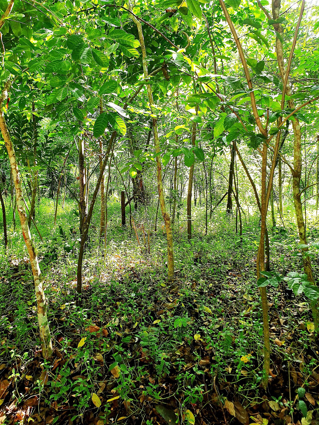 Ảnh minh họa Phú Quốc