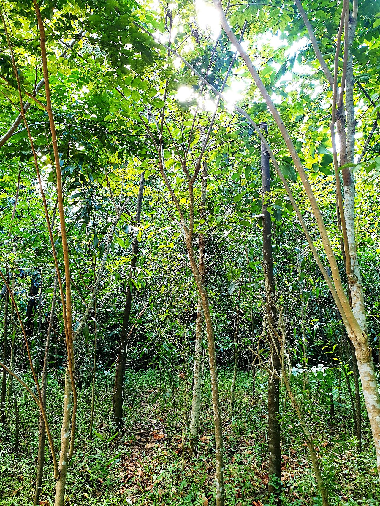 Ảnh minh họa Phú Quốc