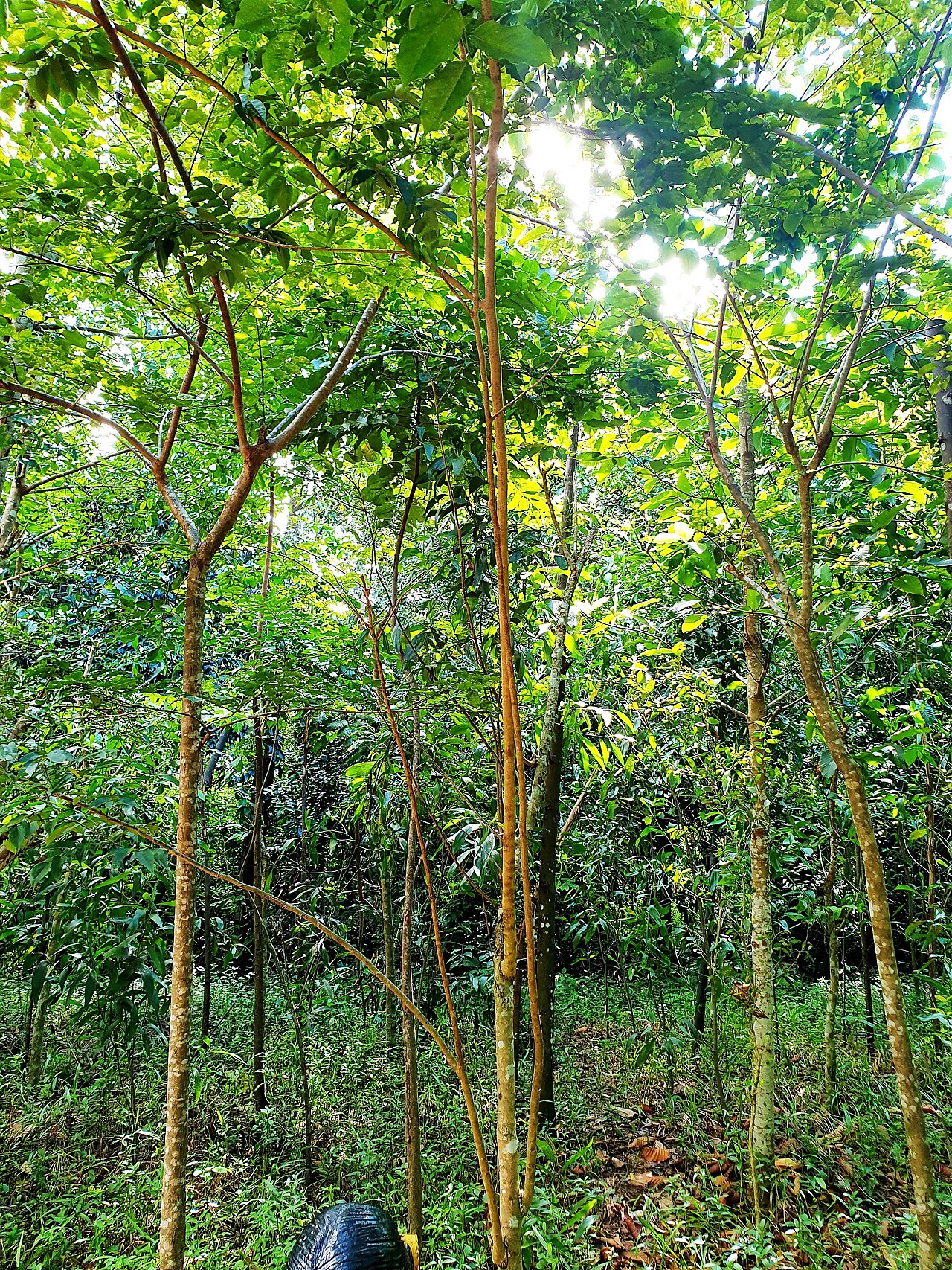 Ảnh minh họa Phú Quốc