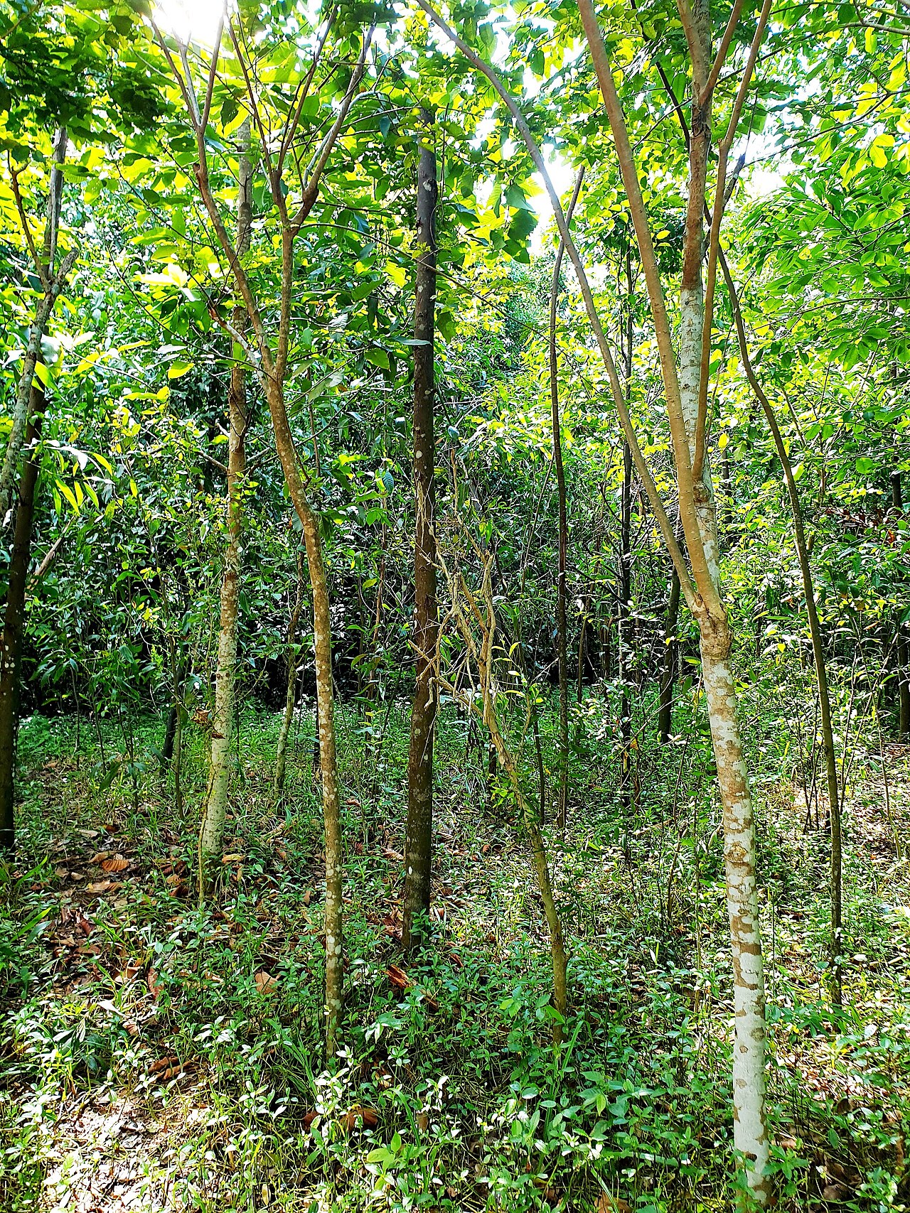 Ảnh minh họa Phú Quốc