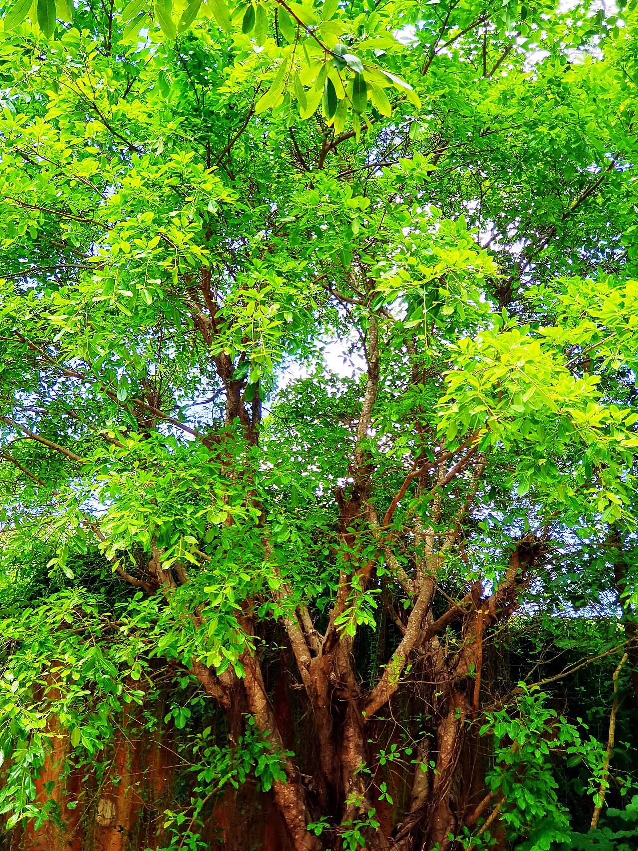 Ảnh minh họa Phú Quốc