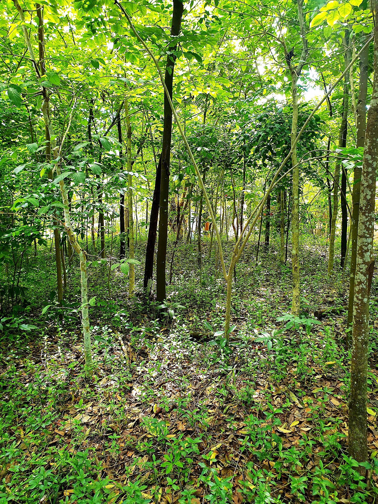 Ảnh minh họa Phú Quốc