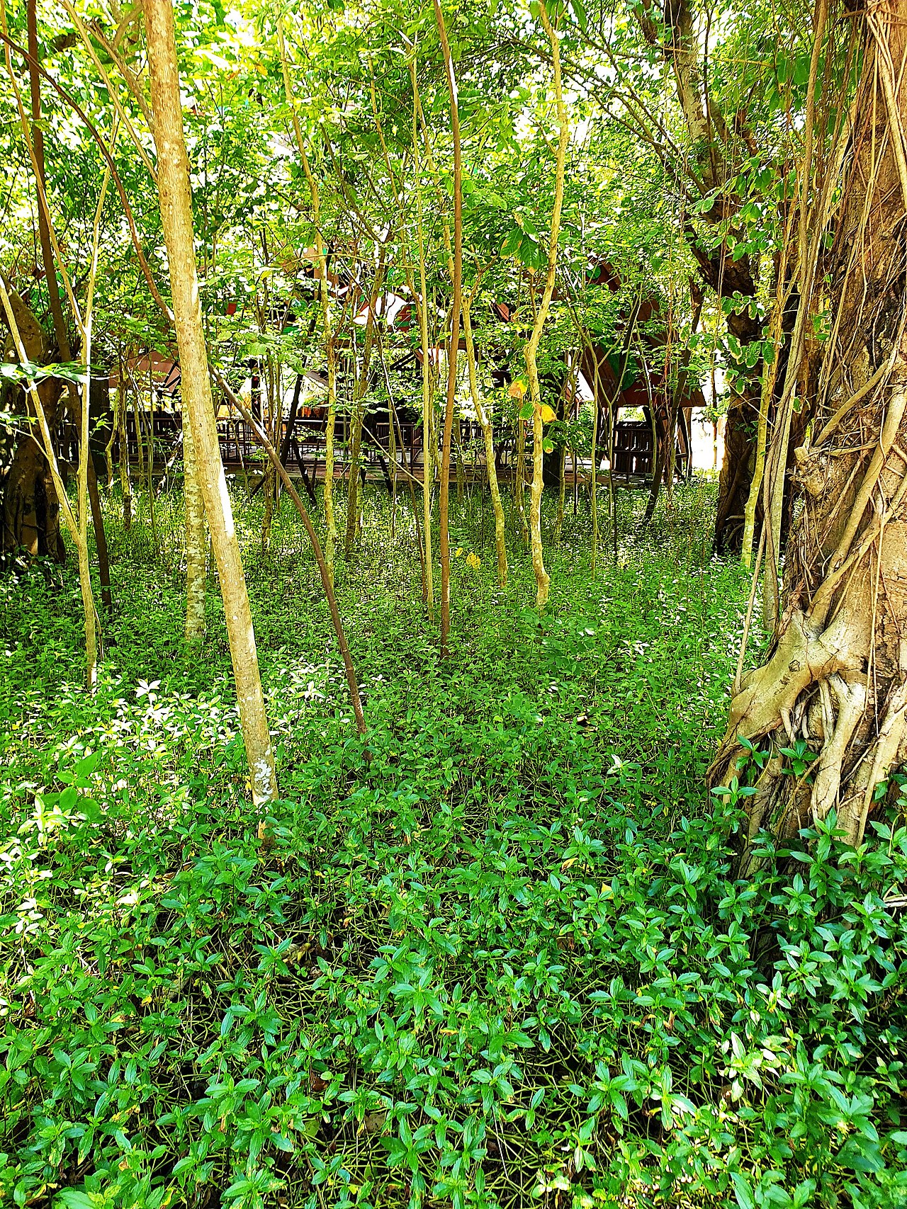 Ảnh minh họa Phú Quốc