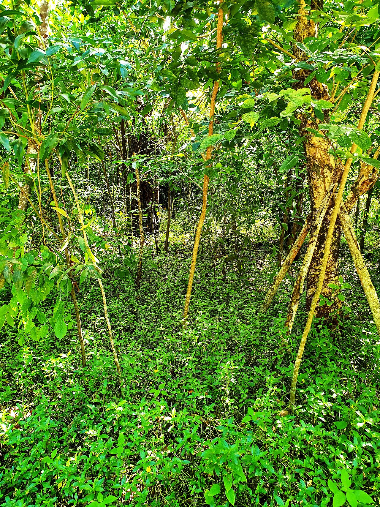 Ảnh minh họa Phú Quốc