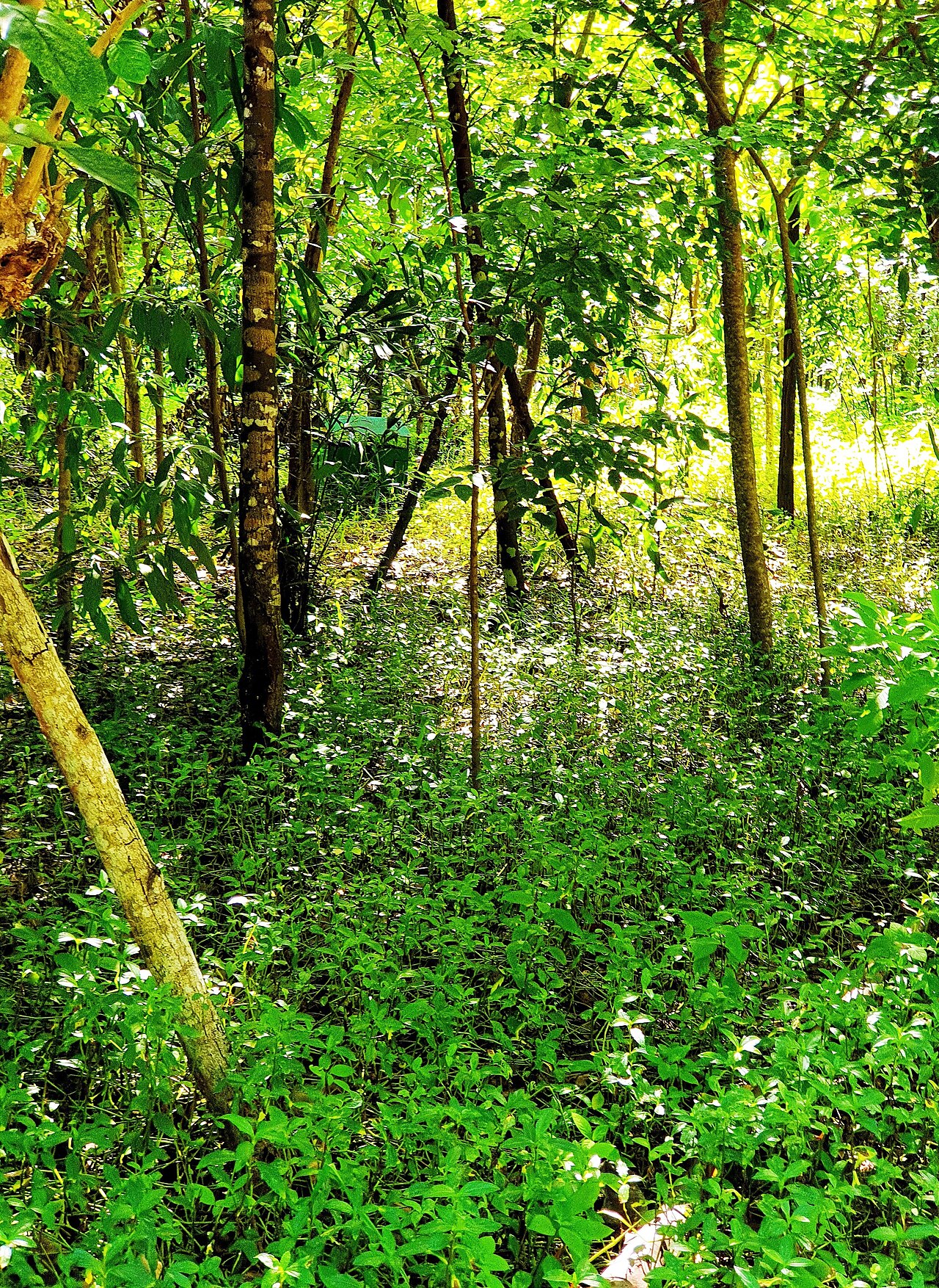 Ảnh minh họa Phú Quốc