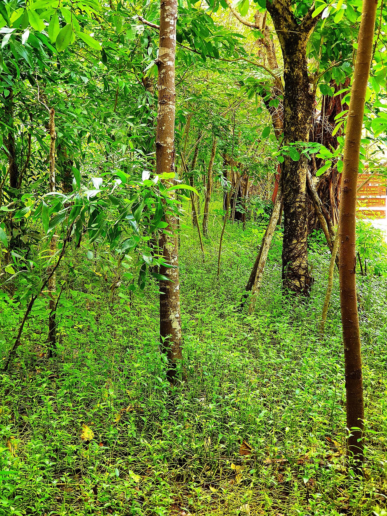 Ảnh minh họa Phú Quốc