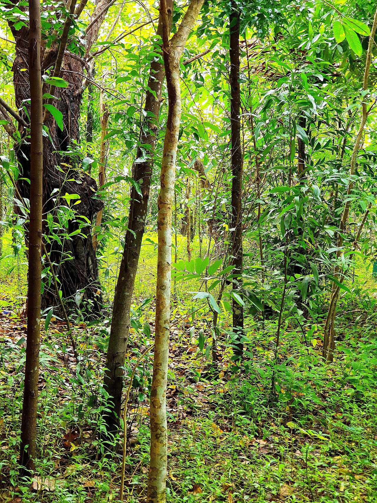 Ảnh minh họa Phú Quốc