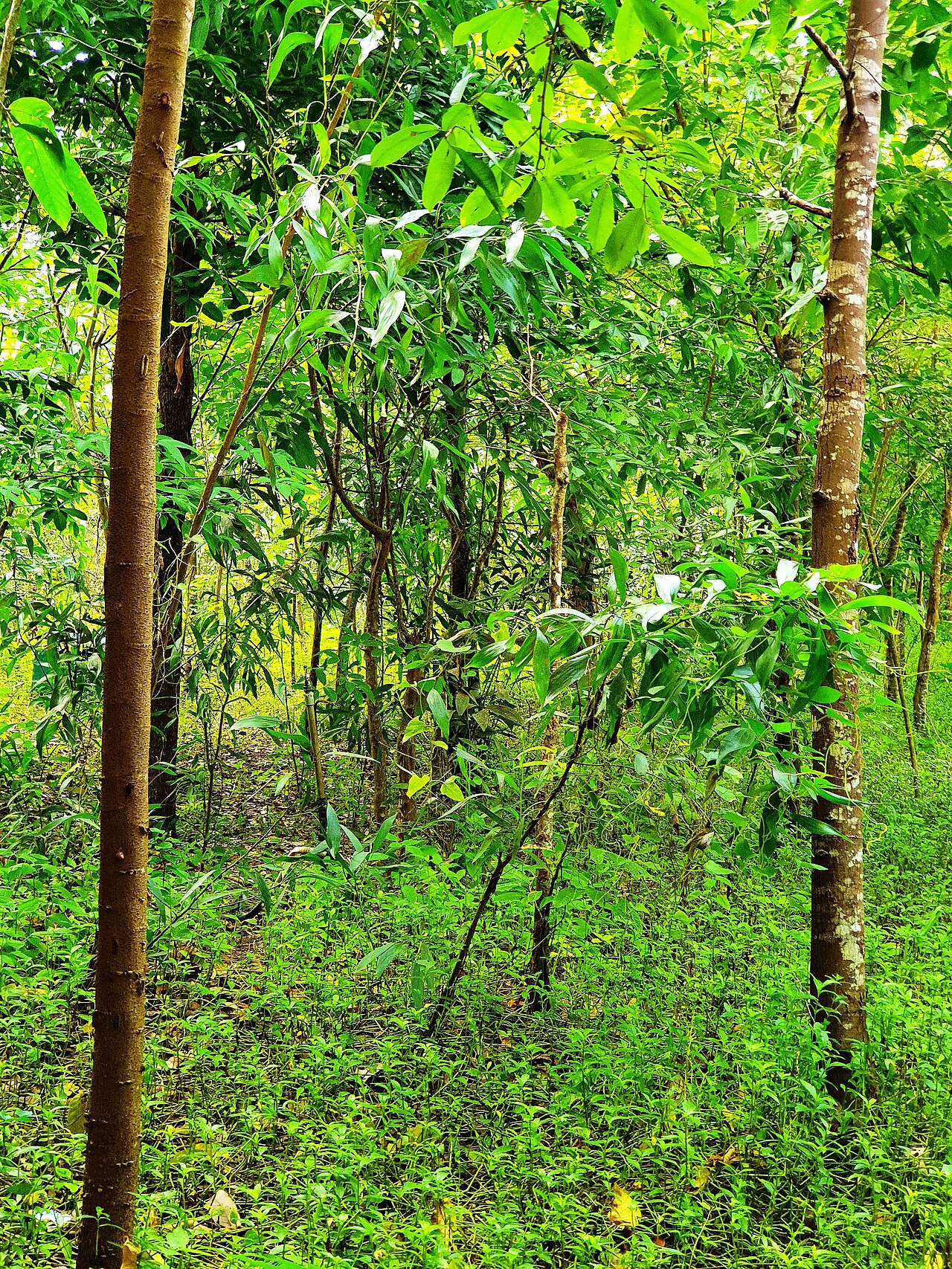 Ảnh minh họa Phú Quốc