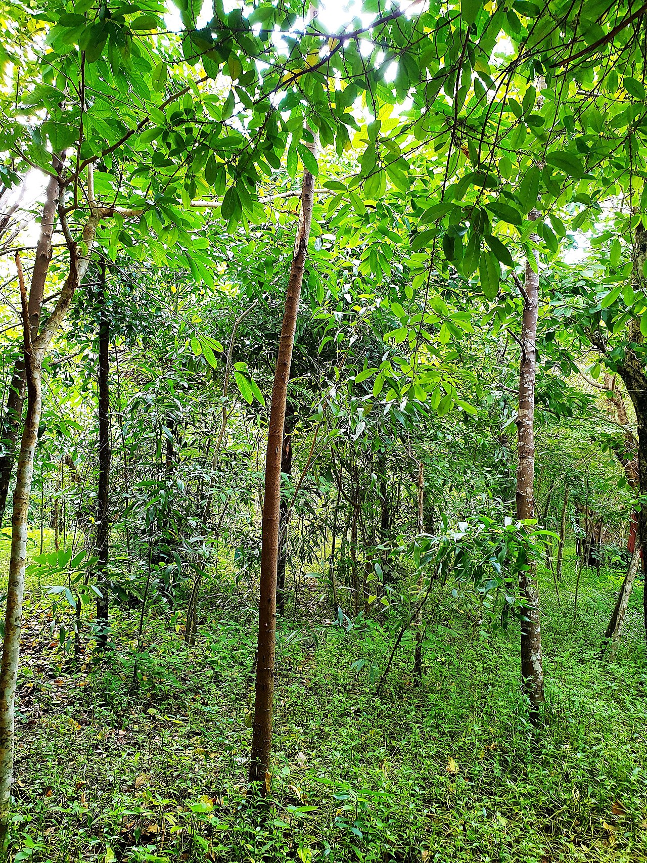 Ảnh minh họa Phú Quốc