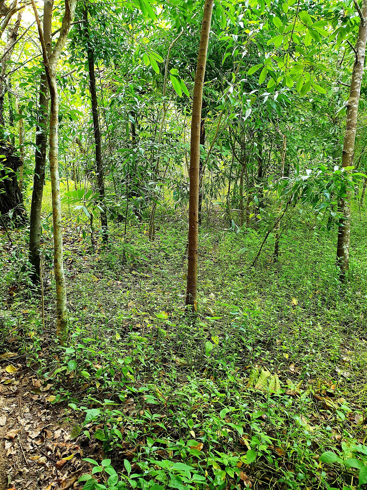 Ảnh minh họa Phú Quốc