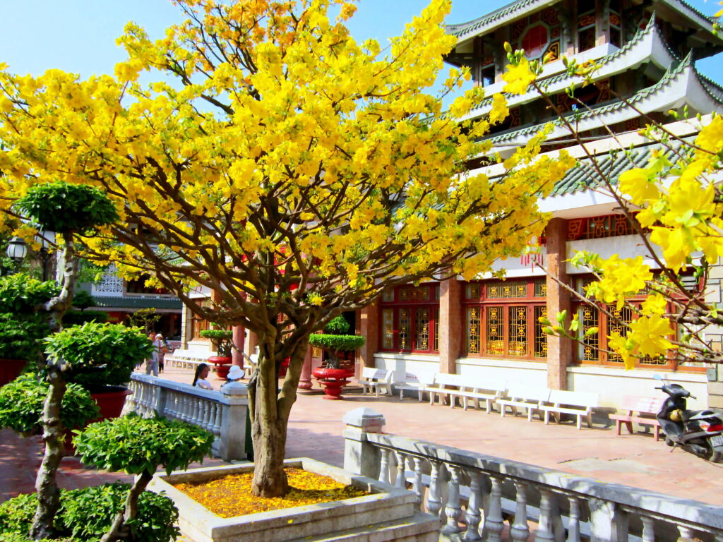 Hoa mai vàng ngày Tết Nguyên Đán